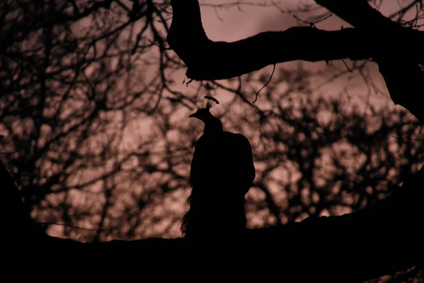 A bird in silhouette perched among dark branches against a dusky rose sky.