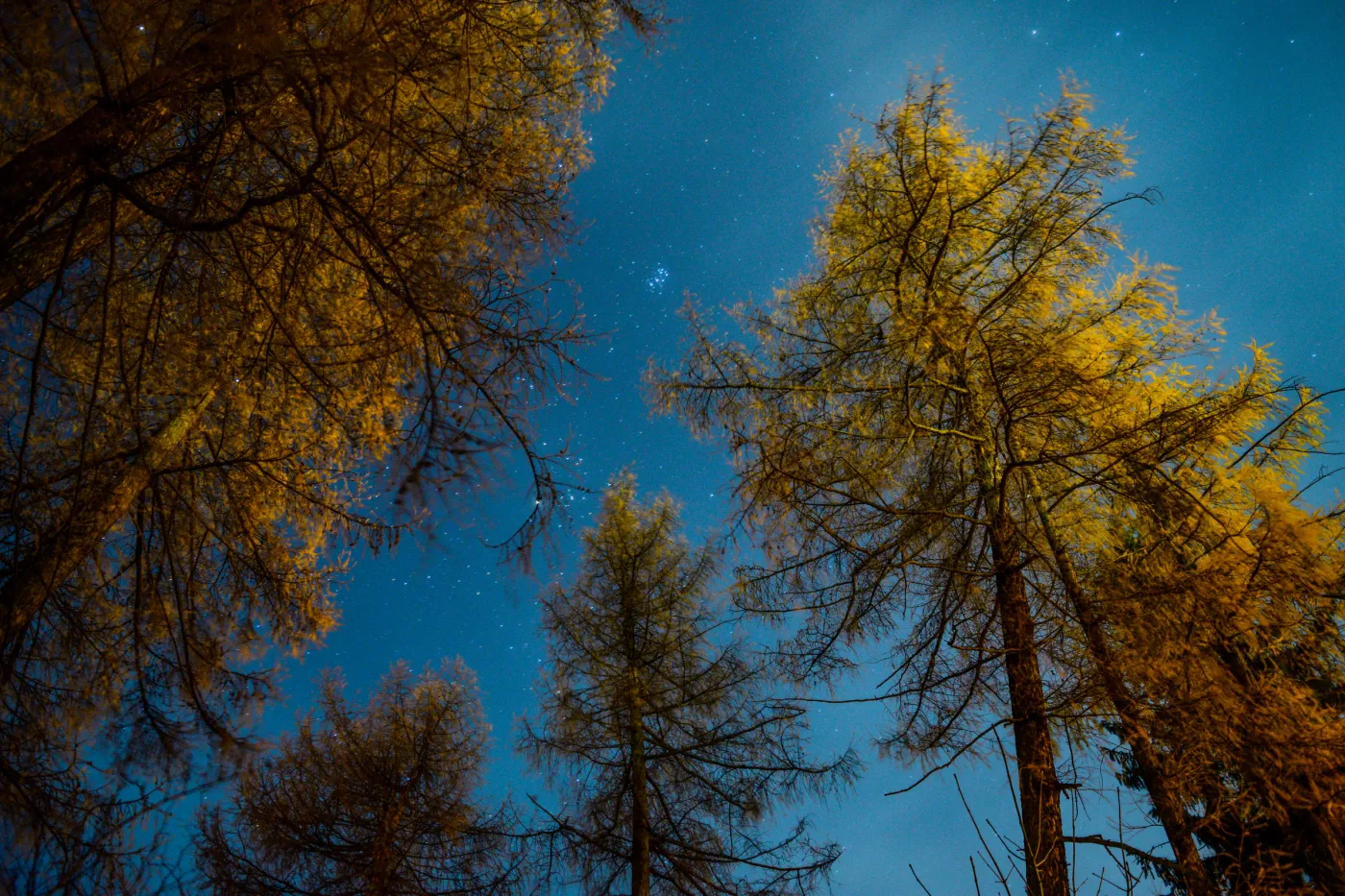 Amber-lit tree branches opening onto a deep blue night sky.